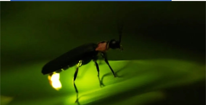 光的發(fā)射 光的發(fā)射